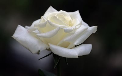 rosas brancas, bela flor branca, bot&#227;o de rosa, primavera