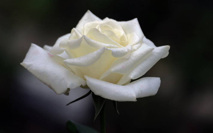 rose bianche, bel fiore bianco, bocciolo di rosa, primavera