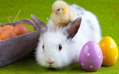 white fluffy rabbit, yellow chicken, Easter, green grass, easter eggs, spring