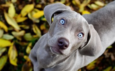 4k, Weimaraner Dog, blue eyes, muzzle, close-up, pets, cute animals, dogs, Weimaraner