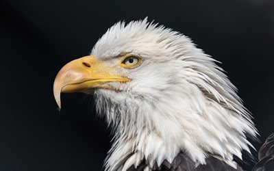 Bald eagle, predatory bird, close-up, predators, wildlife, Haliaeetus leucocephalus