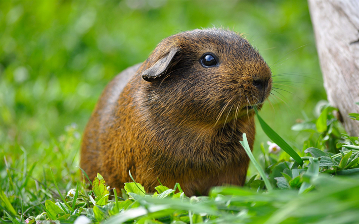 guinea pig, 4k, rodent, small brown animals, green grass, cute animals, Cavia porcellus