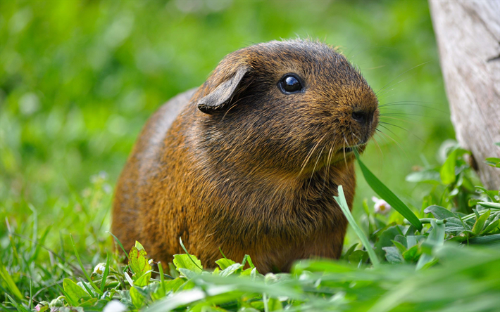 marsu, 4k, jyrsij&#228;, pieni&#228; ruskeita el&#228;imi&#228;, vihre&#228; ruoho, s&#246;p&#246;j&#228; el&#228;imi&#228;, Cavia porcellus