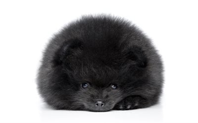 Black Spitz, 4k, pets, dogs, Pomeranian Spitz, cute animals, furry dog, Pomeranian, Spitz