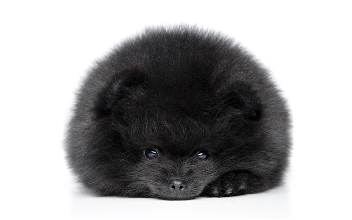 ダウンロード画像 黒のスピッツ 4k ペット 犬 ポメラニアン スピッツ かわいい動物たち 描犬 ポメラニアン スピッツ フリー のピクチャを無料デスクトップの壁紙
