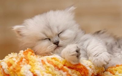 British chinchilla, kitten, cats, sleeping kitten, pets, cute animals, British chinchilla Cat