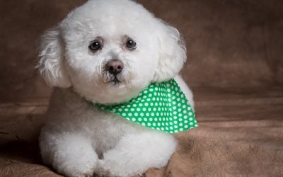 Bichon Frise, portrait, little curly dog, white puppy, cute animals