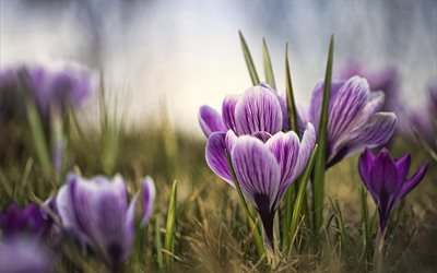 purple crocuses, bokeh, spring, purple flowers, crocuses, macro, spring flowers