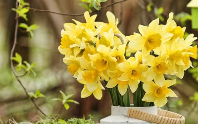 le jaune des jonquilles, printemps, fleurs, bouquet de jonquilles, des fleurs jaunes, daffodilly, Narcisse