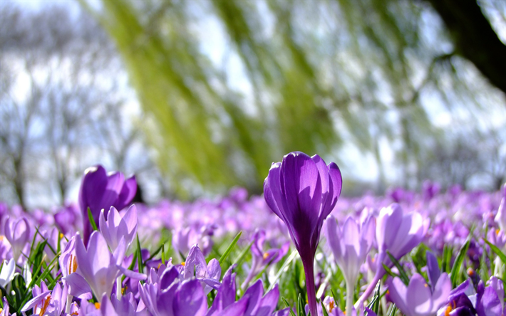 Crocus, kev&#228;&#228;n violetti kukat, kev&#228;t, krookukset, wild flowers