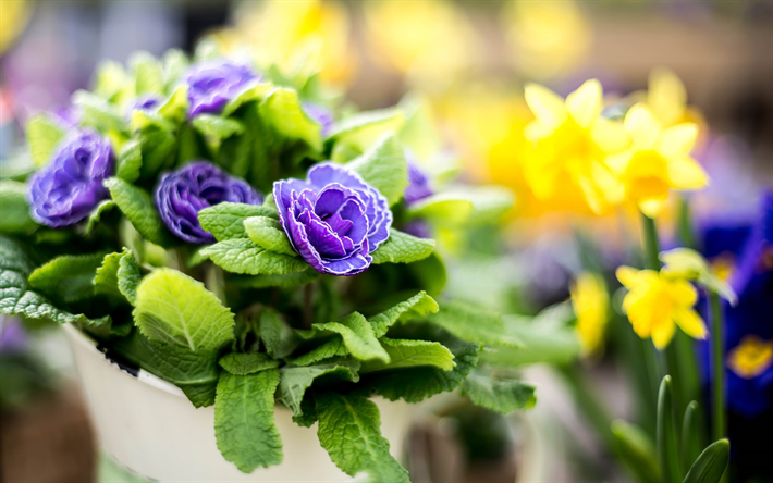 violet primroses, spring flowers, pot with primroses, violet flowers, primula, Primula vulgaris