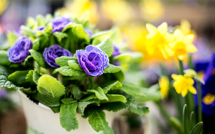 violette primeln, fr&#252;hjahr, blumen, topf mit primeln, veilchen, primel, primula vulgaris