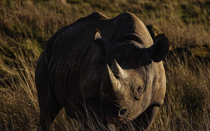rhino, sunset, kv&#228;ll, savanna, vilda djur, nosh&#246;rningar, Afrika