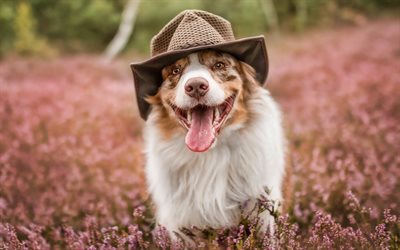 Dog in hat, Australian Shepherd, Aussie, lavender, bokeh, pets, dogs, cute animals, Australian Shepherd Dog, Aussie Dogs