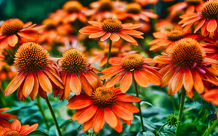 orange echinacea, macro, bokeh, orange flowers, HDR