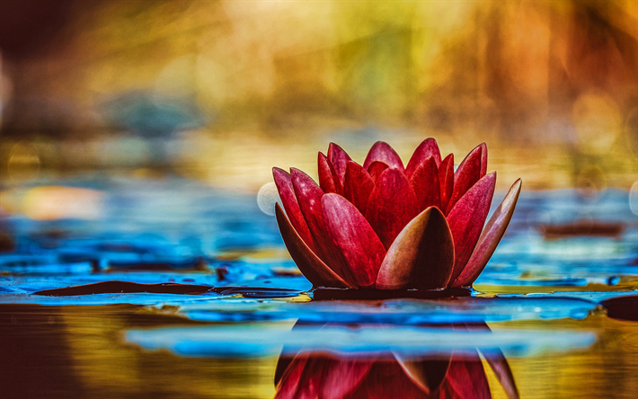 loto de color rosa, el estanque, el bokeh, la flor de loto del lago, Nelumbo nucifera, lotus