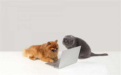 British Shorthair, Pomeranian, gato e c&#227;o, amigos, conceitos de educa&#231;&#227;o, c&#227;o perto de um computador, amizade conceitos, animais fofos, c&#227;es, gatos