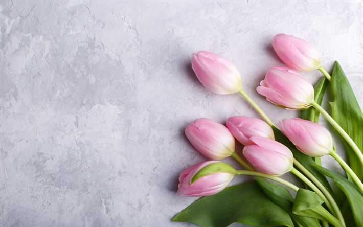 pink tulips, gray wall texture, spring pink flowers, tulips, floral background