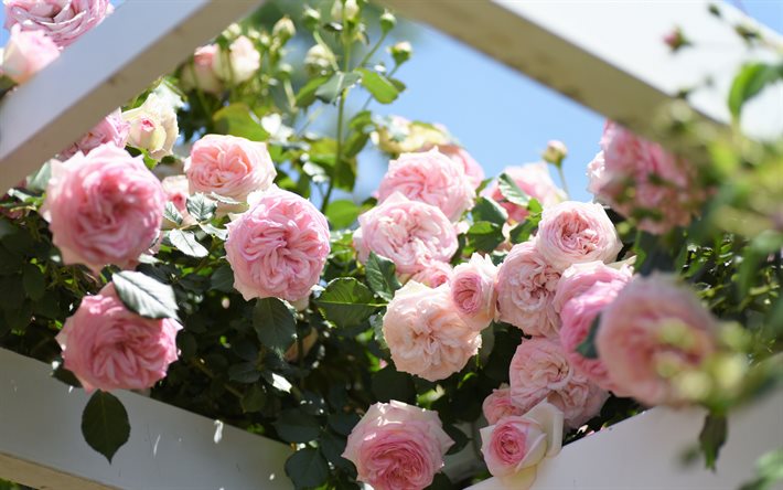 rosa rosor, bush med rosor, vackra blommor, rosa blommor, rosor, bakgrund med rosor