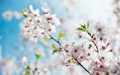 i ciliegi in fiore, primavera, sfondo con fiori di primavera, sakura, albero di ciliegio, fiori, fiore di primavera sfondo