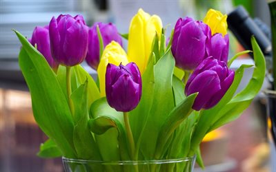 p&#250;rpura tulipanes, tulipanes amarillos, flores de la primavera, la primavera, los tulipanes, violeta-amarillo ramo