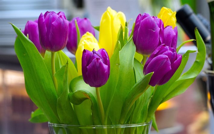 violet tulipes, des tulipes jaunes, fleurs de printemps, de printemps, les tulipes, violet, jaune, bouquet