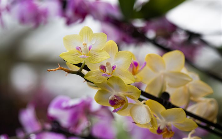 giallo orchidee, orchidea ramo, fiori tropicali, orchidee, sfondo con orchidee, fiori bellissimi