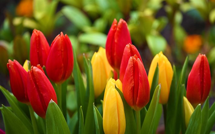 los tulipanes, las flores de la primavera, tulipanes rojos, tulipanes amarillos, primavera, fondo con los tulipanes, de la primavera