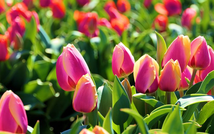 p&#250;rpura tulipanes, campo de tulipanes, primavera, flores de color p&#250;rpura, macro, tulipanes, bokeh, flores de la primavera