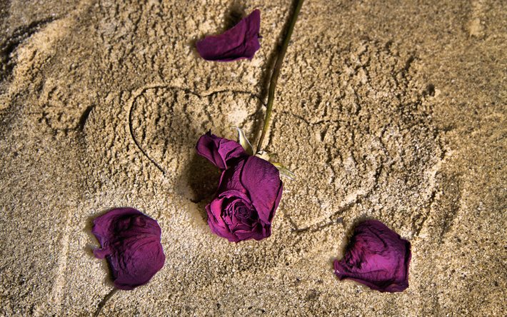 purppura ruusunpunainen, hiekka, kaksi syd&#228;nt&#228;, rakkaus k&#228;sitteit&#228;, ruusut, violetit kukat, romantiikkaa