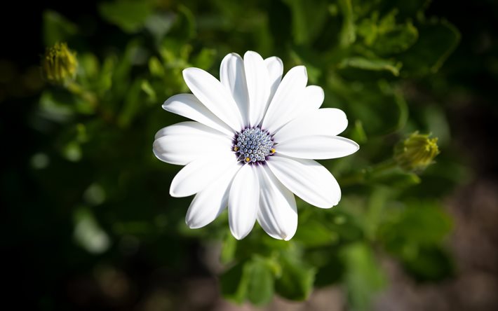 &#225;ster blanco, macro, hermosas flores, flores blancas, aster, Osteospermum