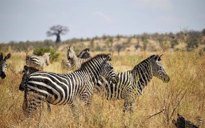 zebra, natura, animali selvatici, branco di zebre, Africa, savana, zebre