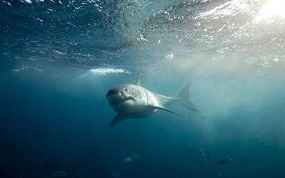 Grande squalo bianco, mondo sottomarino, la fauna, il mare, i predatori, squalo, Carcharodon carcharias