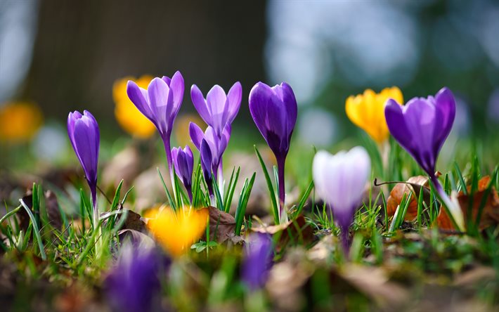 colorato crochi, 4k, macro, primavera, fiori colorati, crochi, close-up, bokeh, fiori di primavera