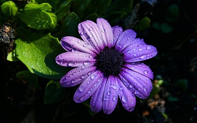 violet daisy, 4k, macro, violet flowers, violet marguerite, beautiful flowers, Bellis perennis, daisy