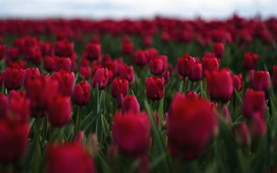 maroon tulips, wildflowers, tulips, evening, flower field, field with tulips, beautiful flowers, burgundy tulips
