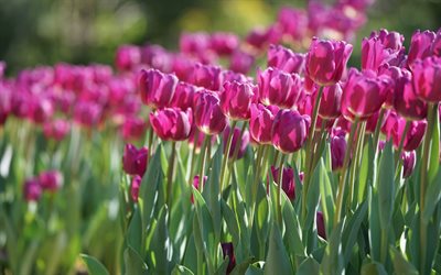 tulipani rosa, campo di tulipani, fiori di primavera, tulipani, fiori, primavera, sfocatura