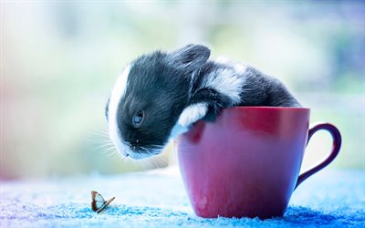 rabbit, cute animals, insects, butterfly, funny animals, rabbit in cup