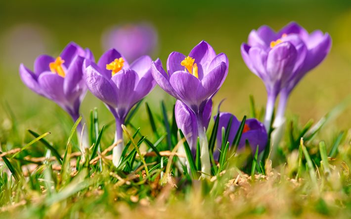 crocus, fleurs de printemps, le matin, &#224; fleurs violettes, pourpres de crocus, de belles fleurs