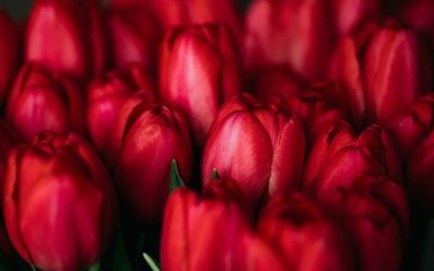 tulipani rossi, macro, boccioli di tulipani rossi, fiori di primavera, primavera, sfondo con tulipani rossi, fiori Rossi