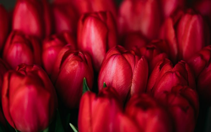 rouge tulipes, macro, les bourgeons de rouge tulipes, fleurs de printemps, printemps, fond rouge, tulipes, fleurs Rouges
