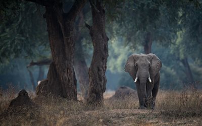 afrikanischer elefant, wald, wildlife, elefanten, wilde tiere, graue elefant, simbabwe