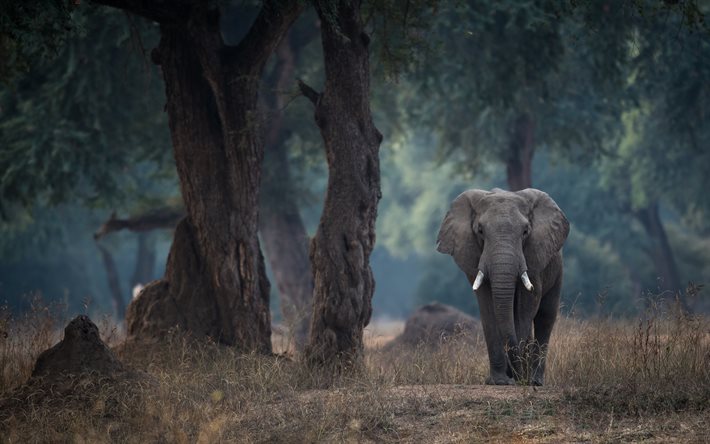 Elefante africano, floresta, a vida selvagem, elefantes, animais selvagens, cinza elefante, Zimb&#225;bue