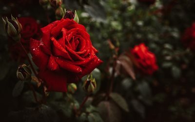 roses rouges, 4k, bokeh, fleurs rouges, roses, bourgeons, buisson de roses rouges, belles fleurs, arri&#232;re-plans avec des roses, bourgeons rouges