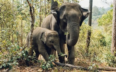 elefanter, djurliv, elefanter i skogen, elefantbarn, elefantfamilj