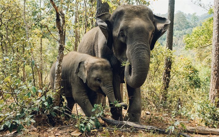 أفيال, حيوانات ضارية, الفيلة في الغابة, فيل صغير, عائلة الفيل