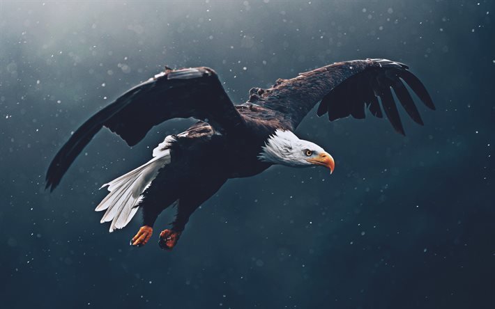 Flying Bald Eagle, 4k, wildlife, USA symbol, bokeh, birds of North America, Bald Eagle, Haliaeetus leucocephalus, Bald Eagle 4K, eagle