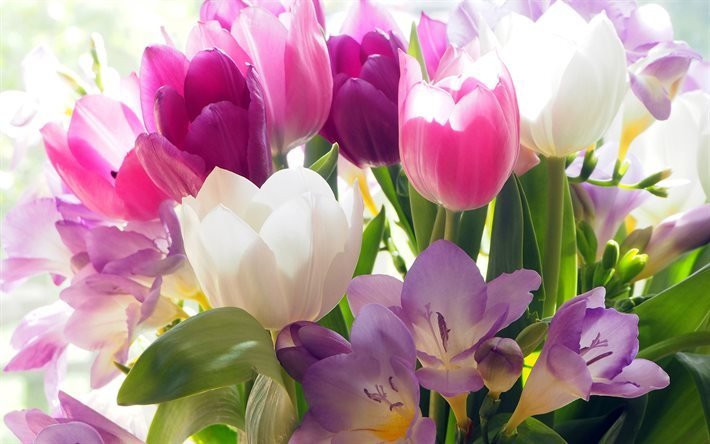 bouquet de tulipes, fleurs de printemps, tulipes blanches, tulipes roses, fond avec des tulipes, belles fleurs