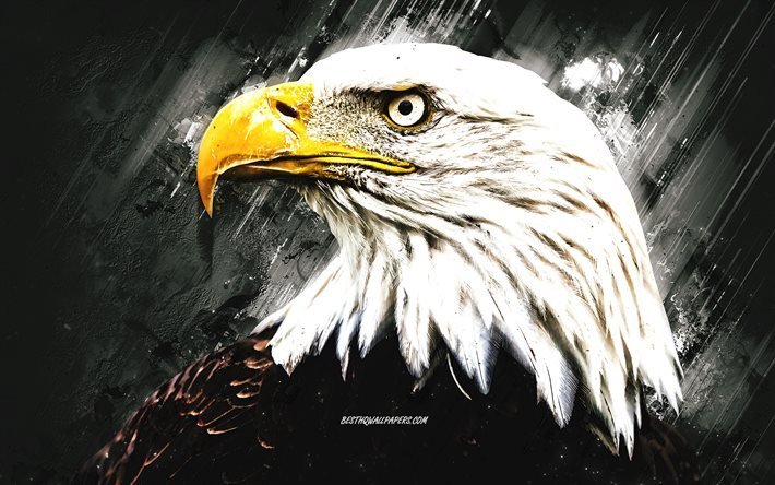 Aquila calva, arte grunge, sfondo grigio pietra, uccello rapace, Nord America, simbolo USA, aquile