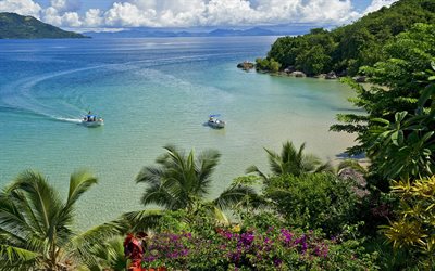 Madagascar, tropical island, ocean, bay, purple flowers, beautiful island, summer travel